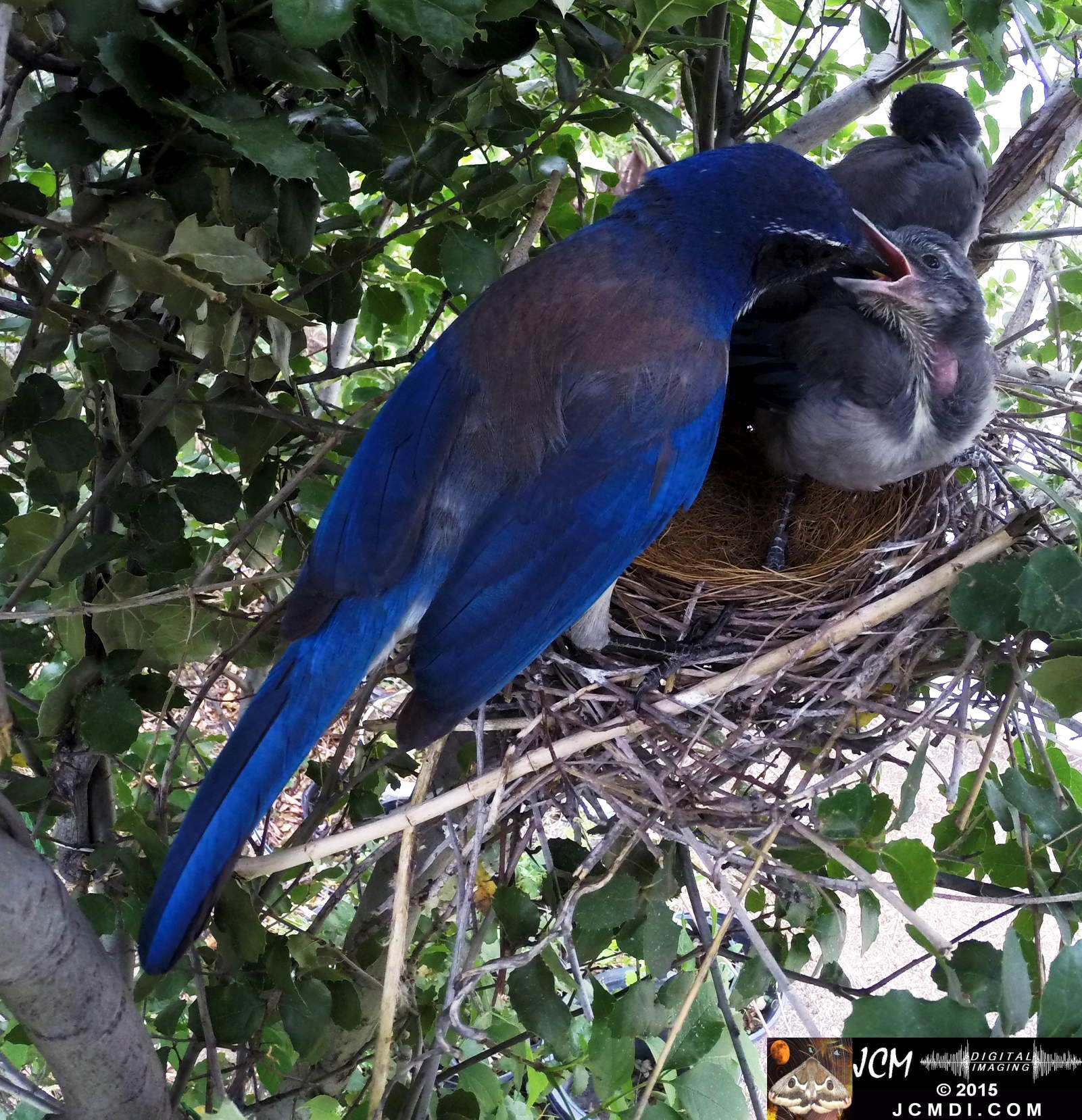 Scrub Jay Documentary 10sec Hero3